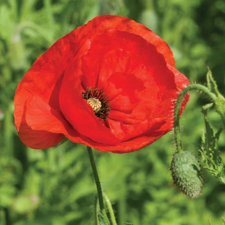 american legion flower seeds