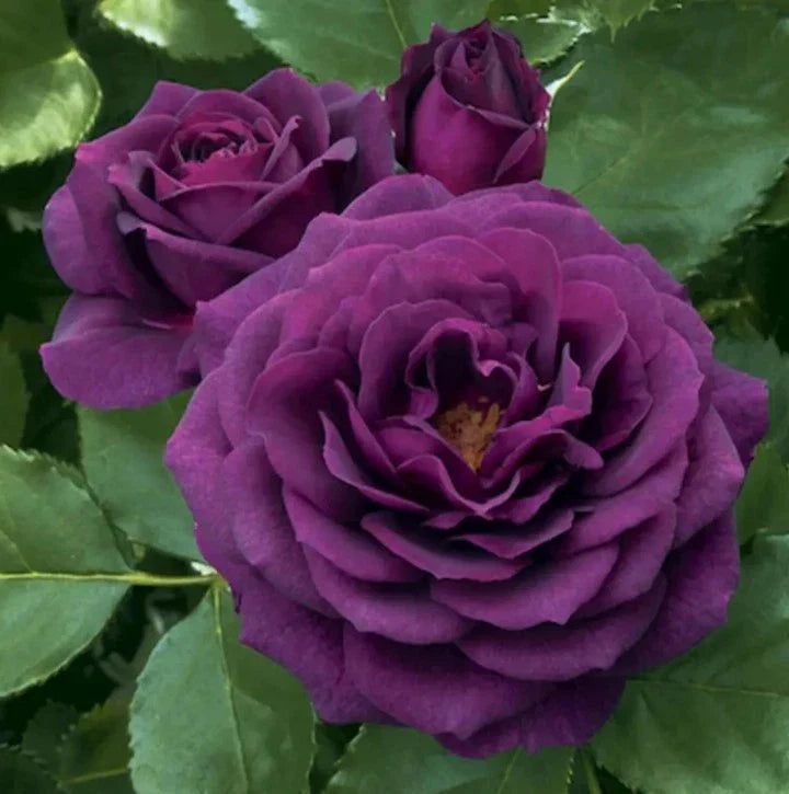 purple dark flower seeds