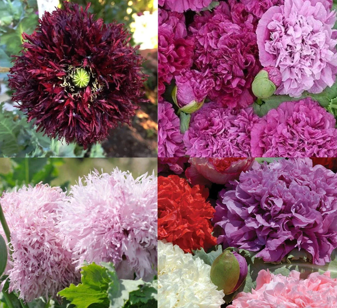purple poppy flower seeds