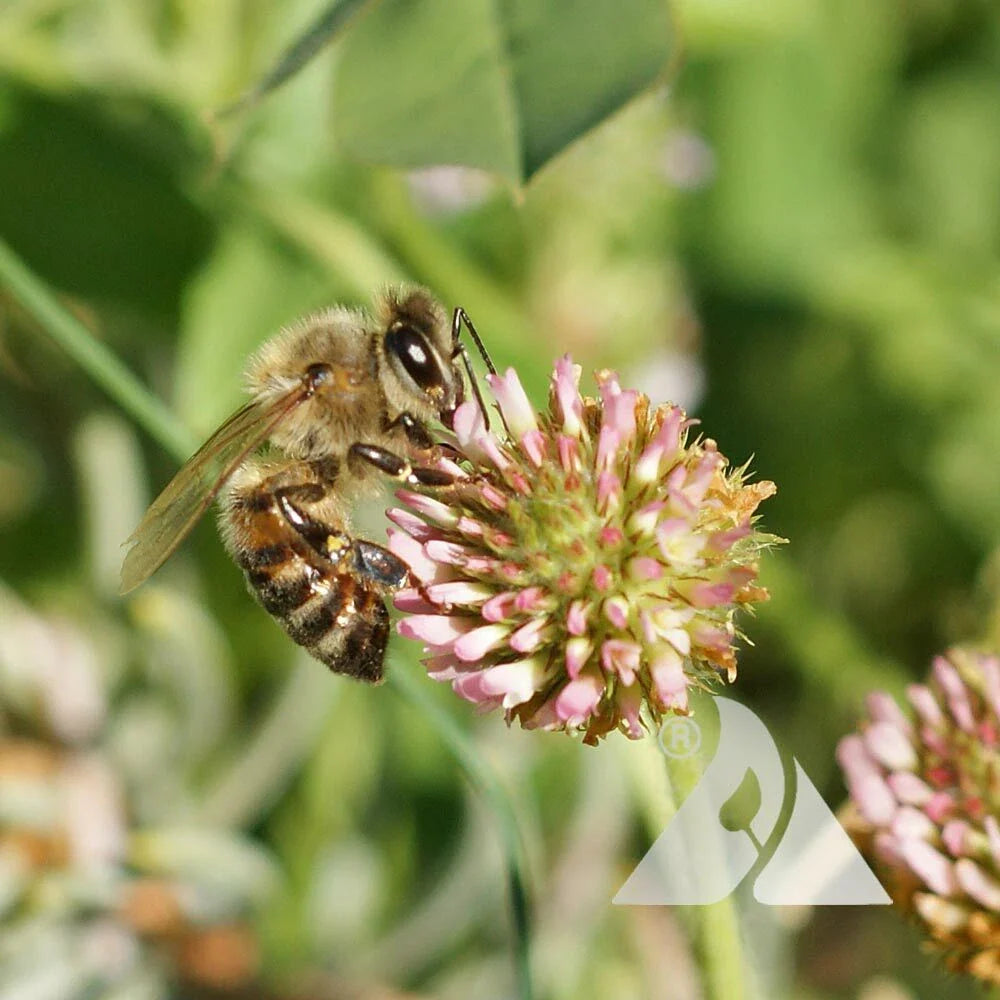 clover strawberry flower seeds