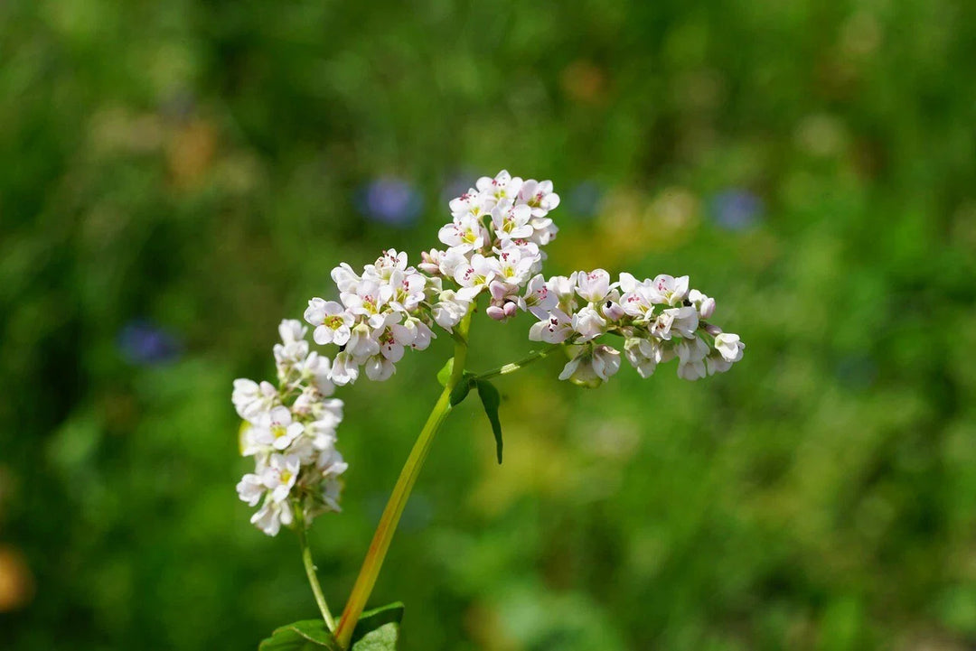 green buckwheat flower seeds