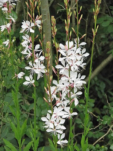 white oenothera flower seeds