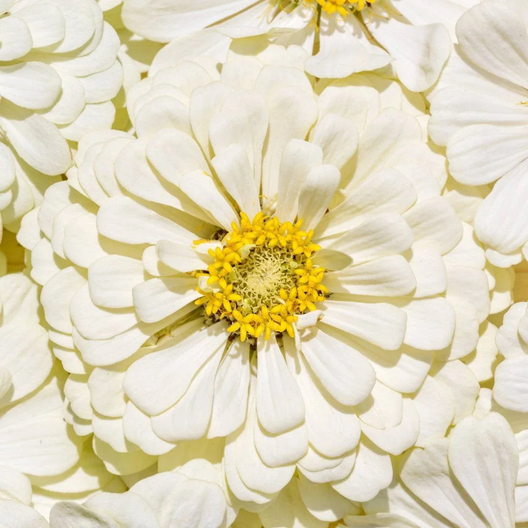 white white flower seeds