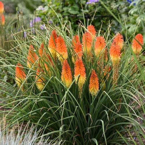 backdrop torch flower seeds