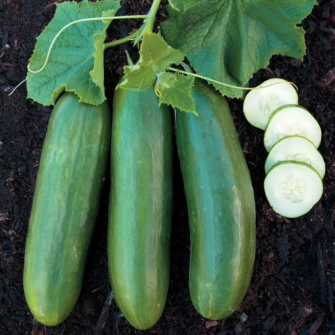 beit alpha flower seeds