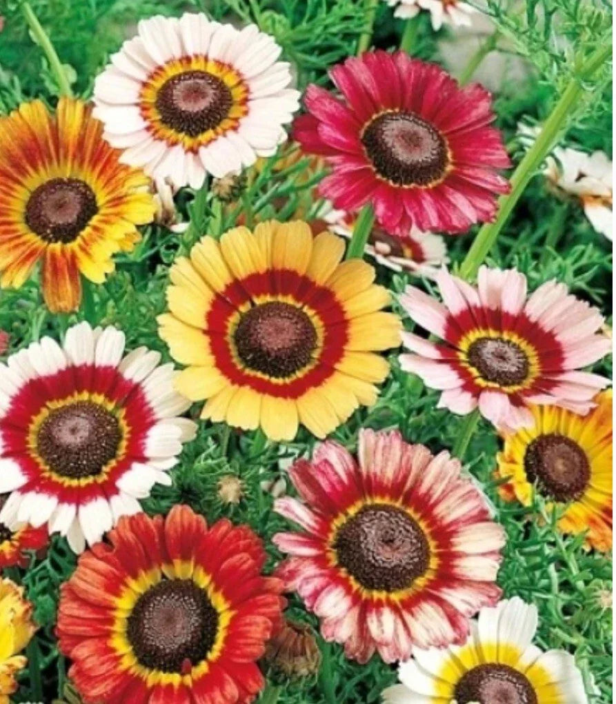 painted daisy flower seeds
