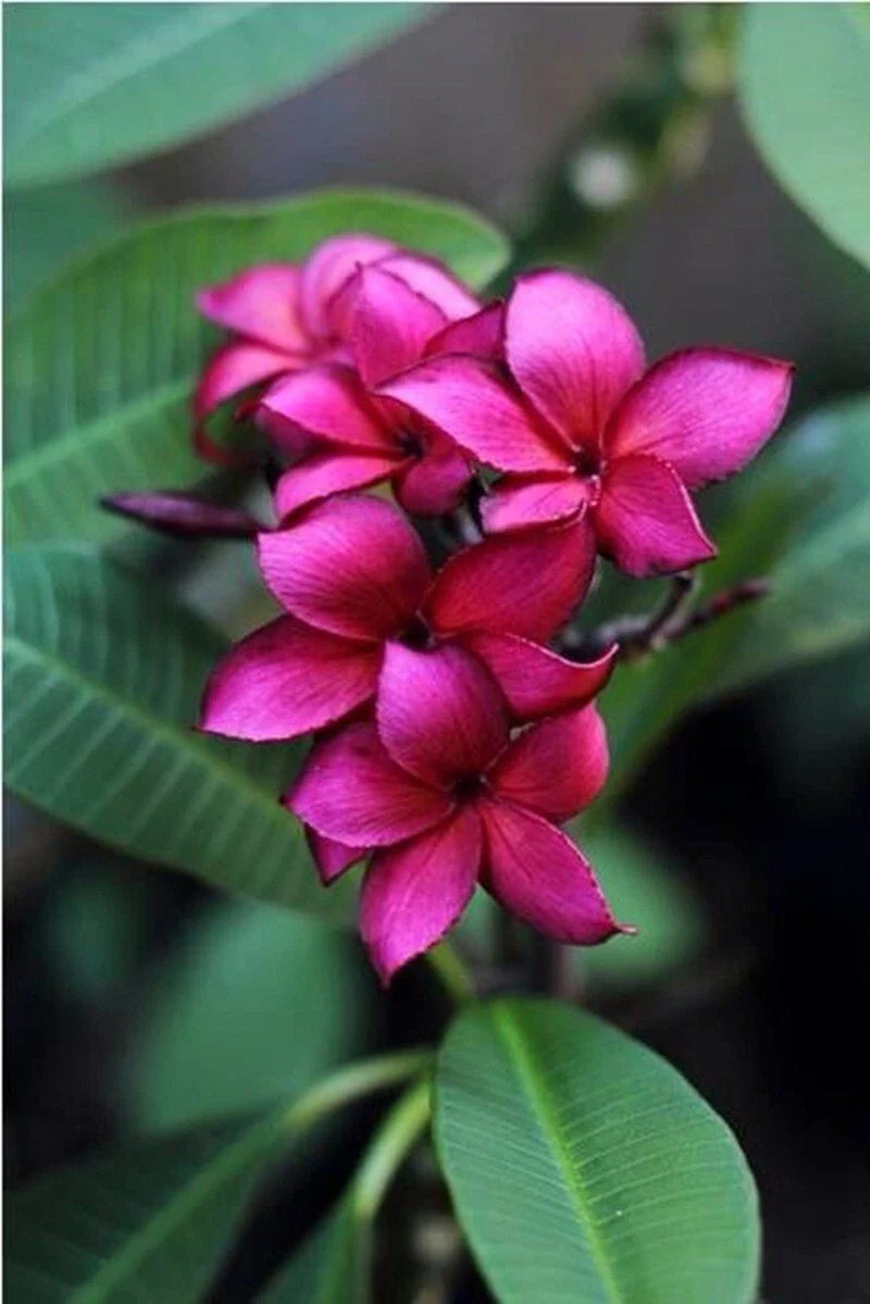 purple plumeria flower seeds