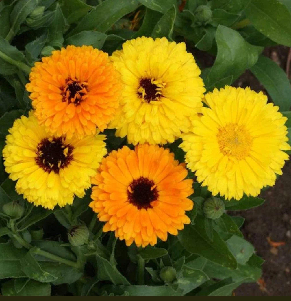 calendula fiesta flower seeds