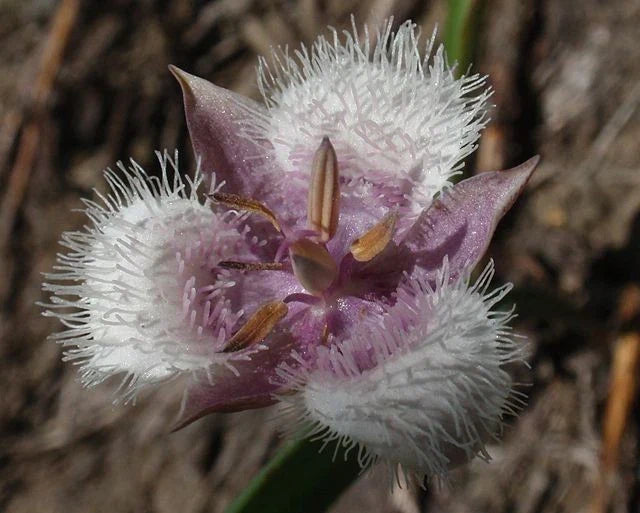 blue calochortus flower seeds