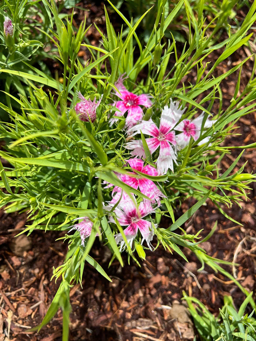 dianthus spooky flower seeds