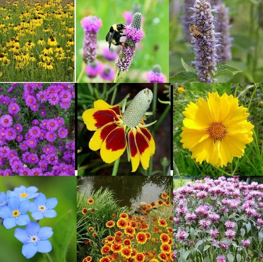 landscaper s flower seeds