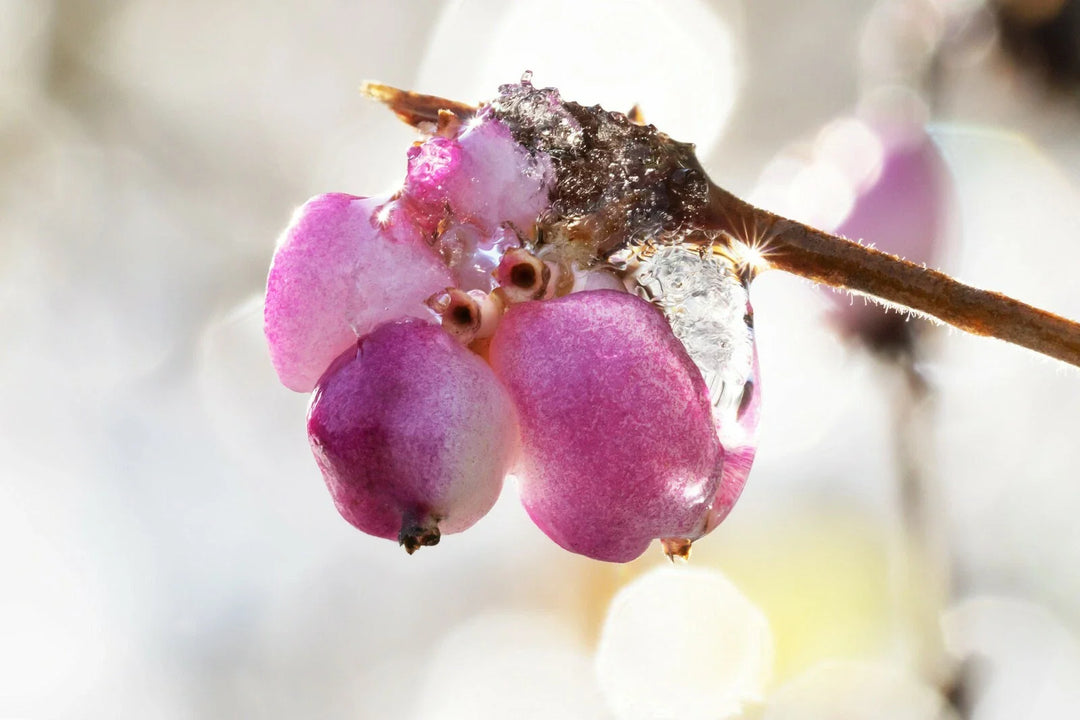 coralberry symphoricarpos flower seeds