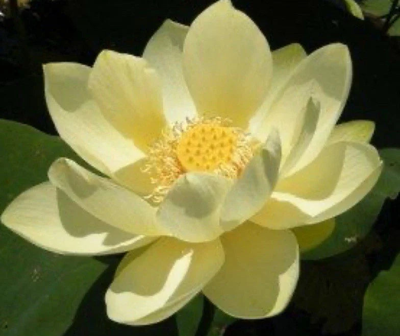yellow lotus flower seeds