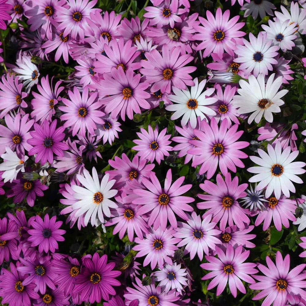 purple pink flower seeds