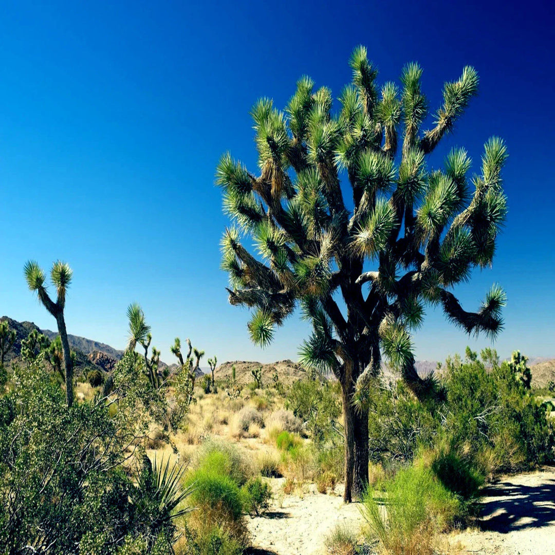 joshua tree flower seeds
