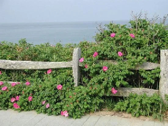 pink pink flower seeds