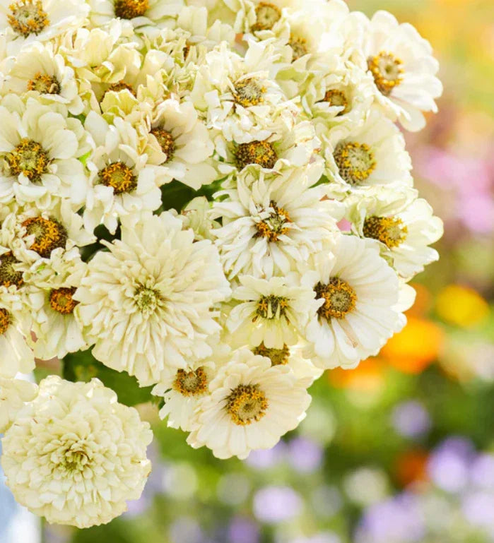 white zinnia flower seeds