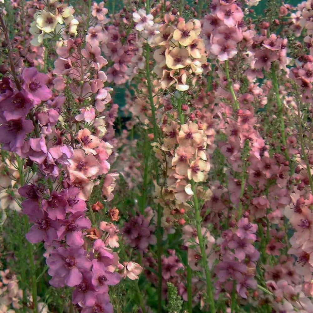 purple verbascum flower seeds