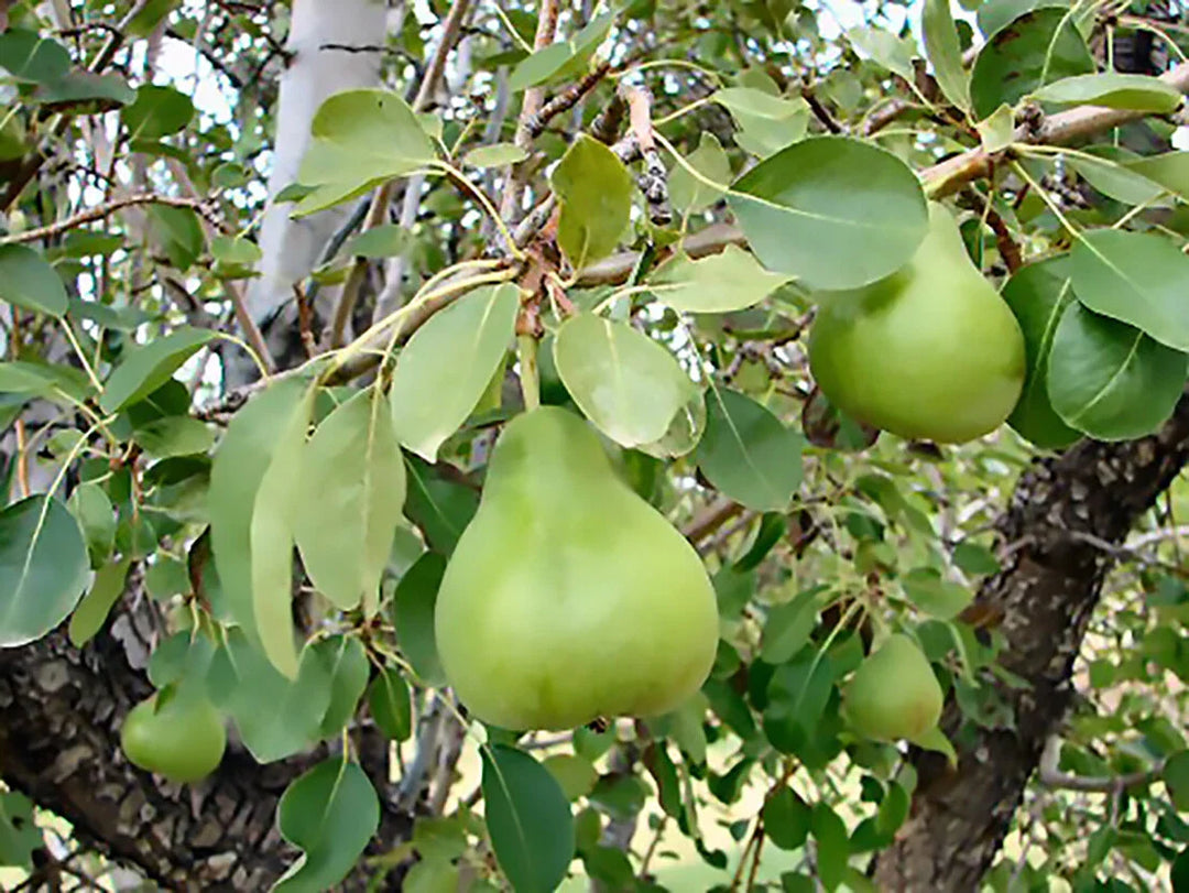 bartlett pear flower seeds