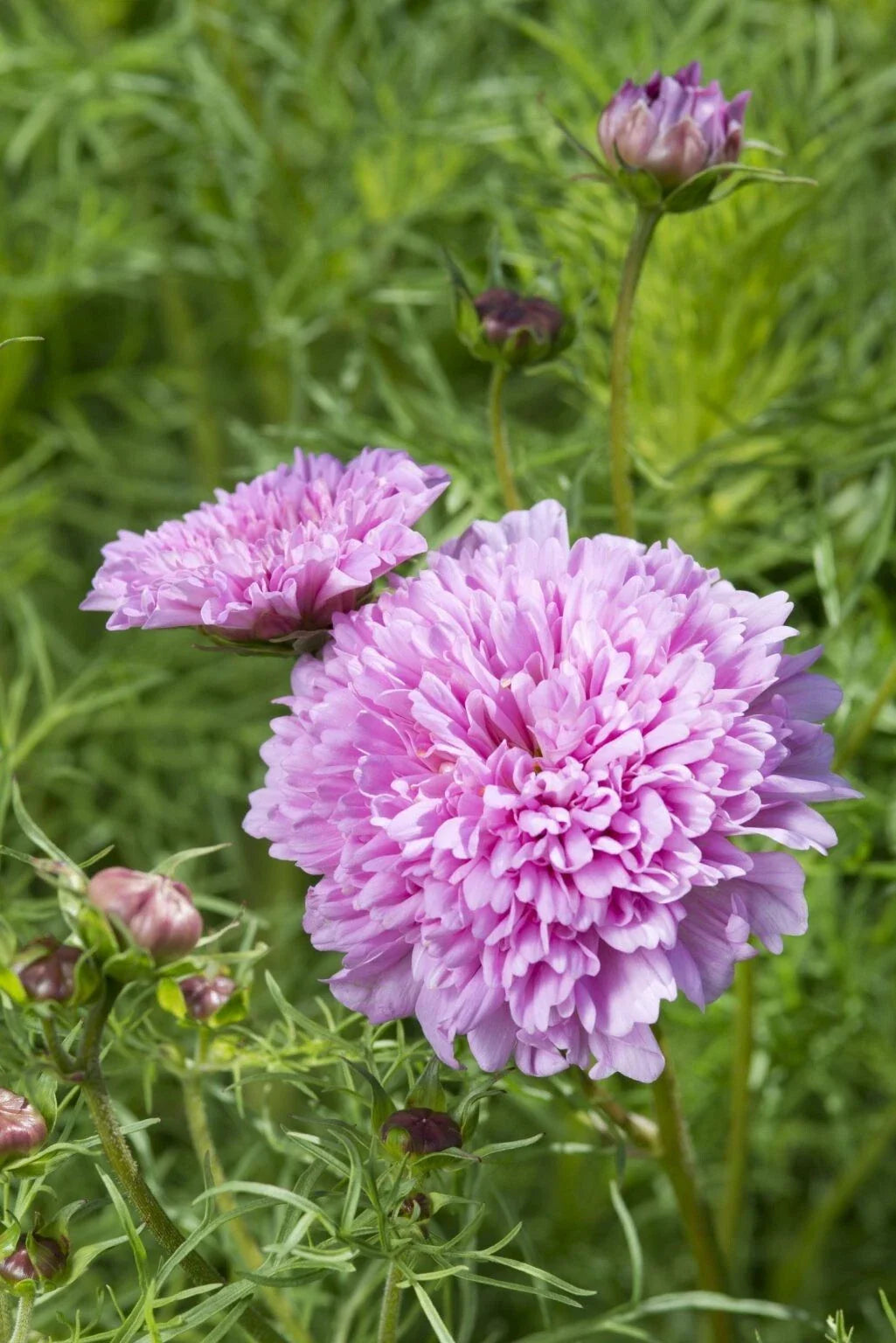 cosmos double flower seeds