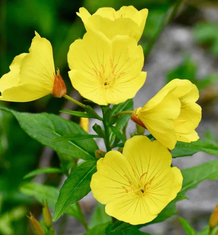 yellow evening flower seeds