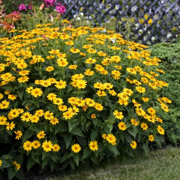 golden yellow flower seeds