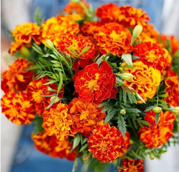 tomato companion flower seeds