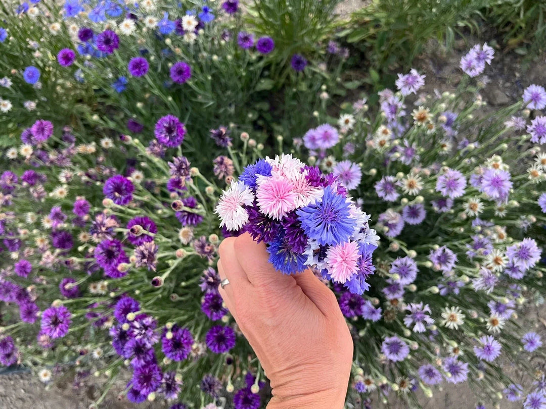 bachelor button flower seeds