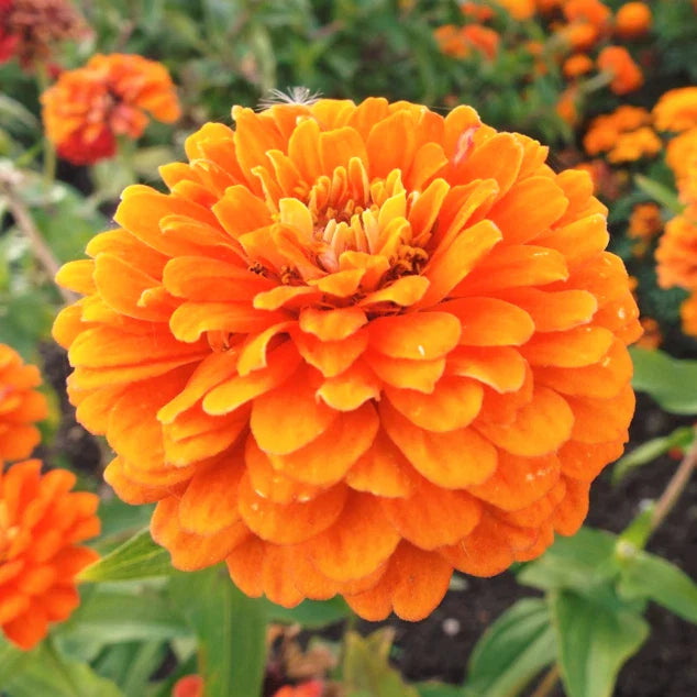 orange king flower seeds