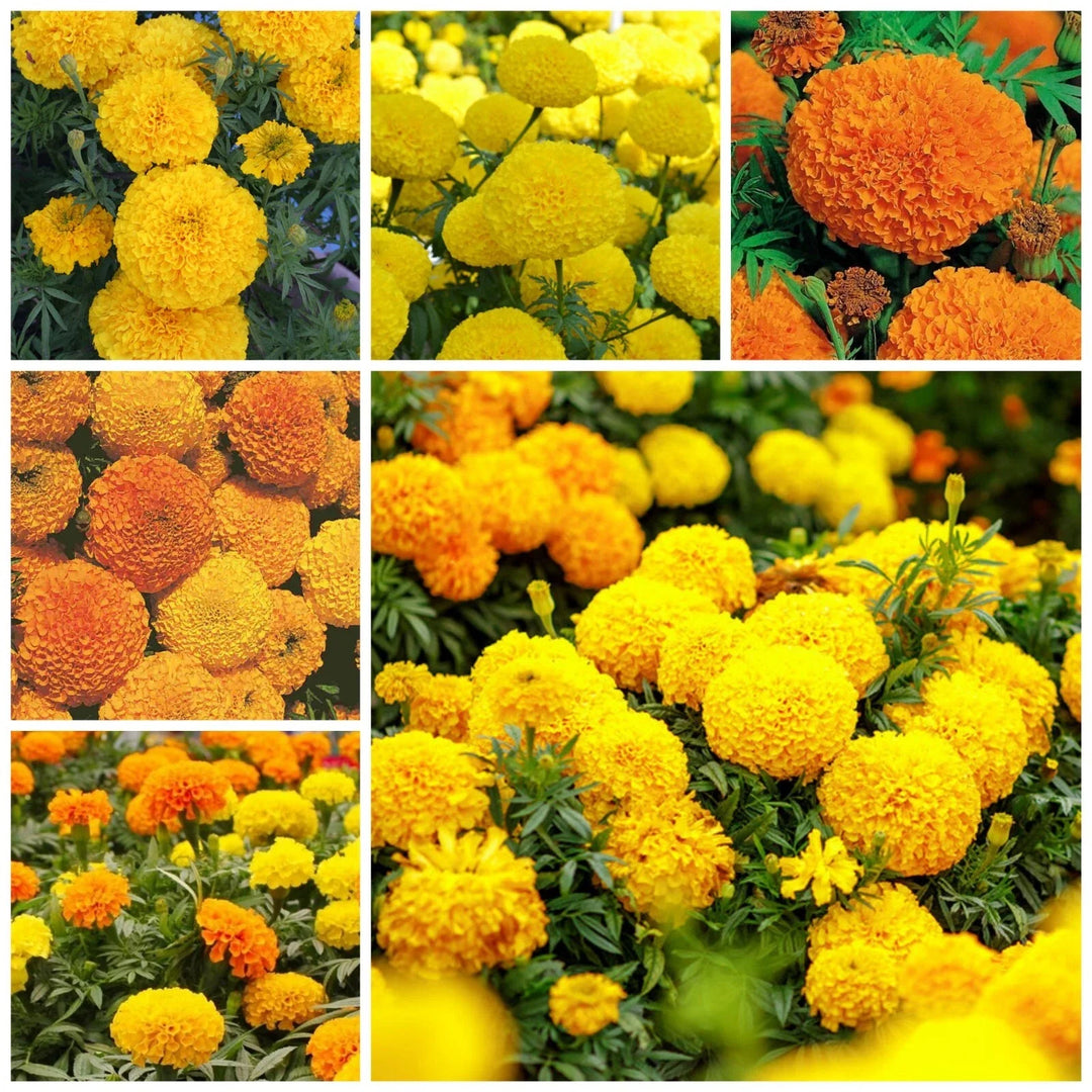 giant crackerjack flower seeds
