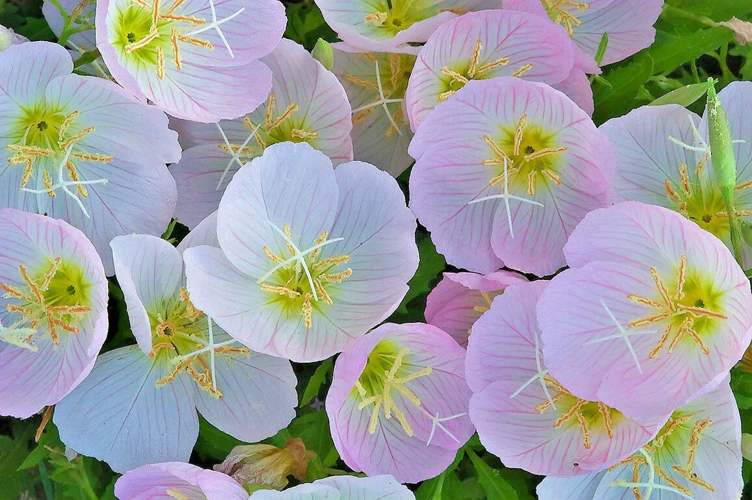 showy mexican flower seeds