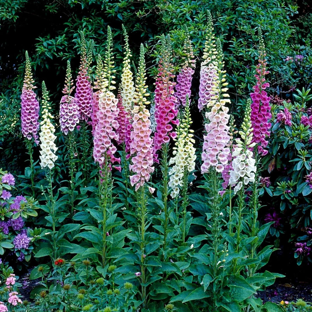 foxy mix flower seeds