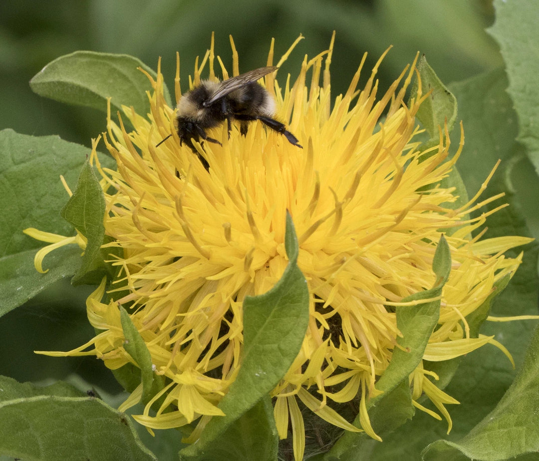 yellow centaurea flower seeds