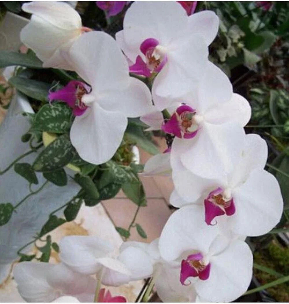 white pink flower seeds