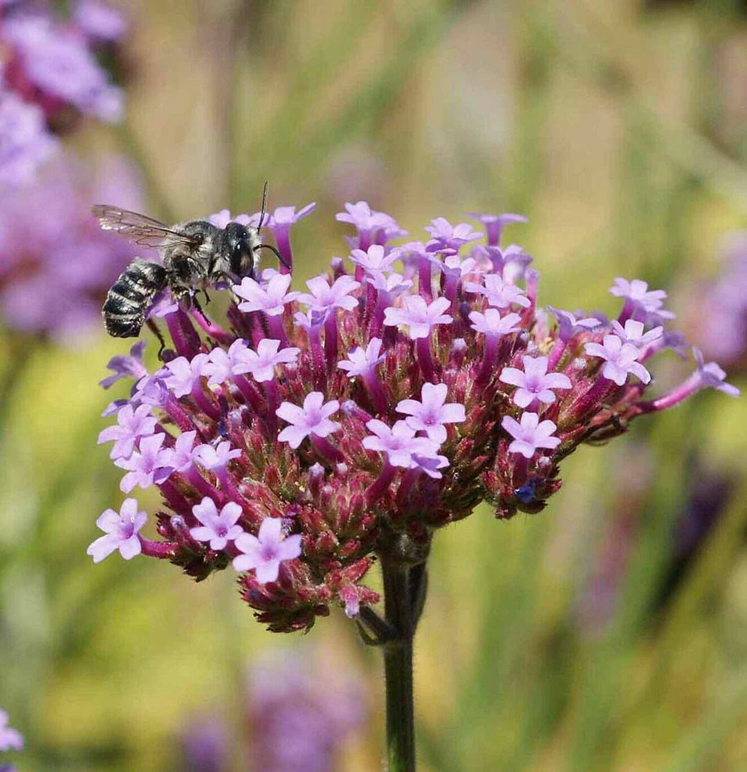 purpletop vervain flower seeds