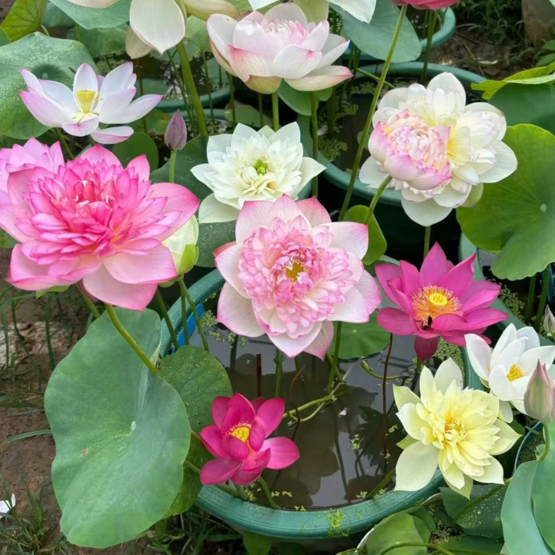 mixed color flower seeds