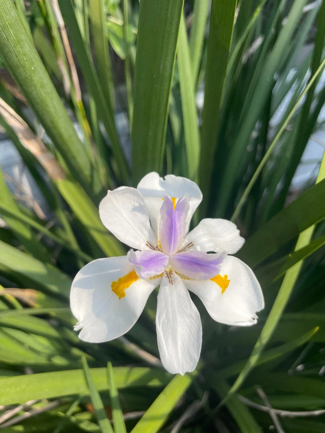 white african flower seeds