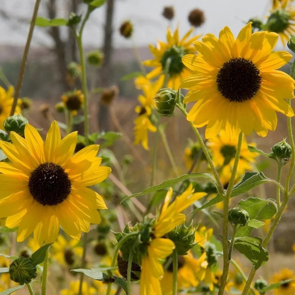 sunflower wild flower seeds