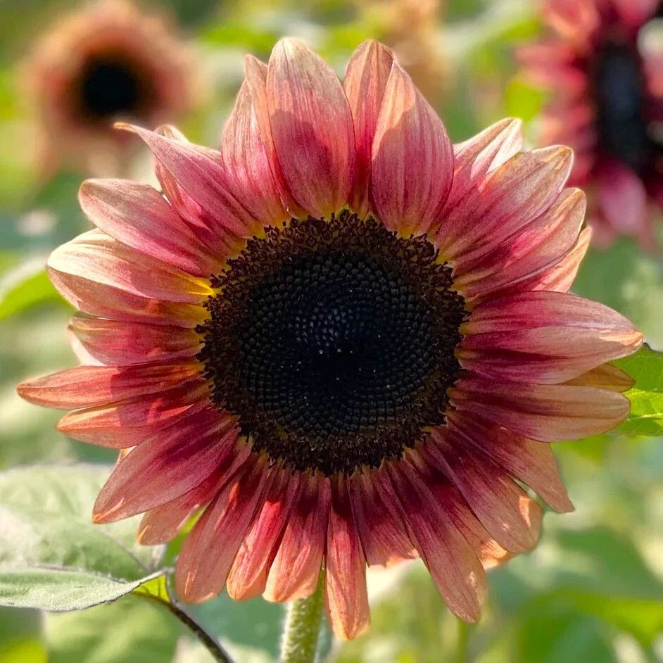 pink red flower seeds
