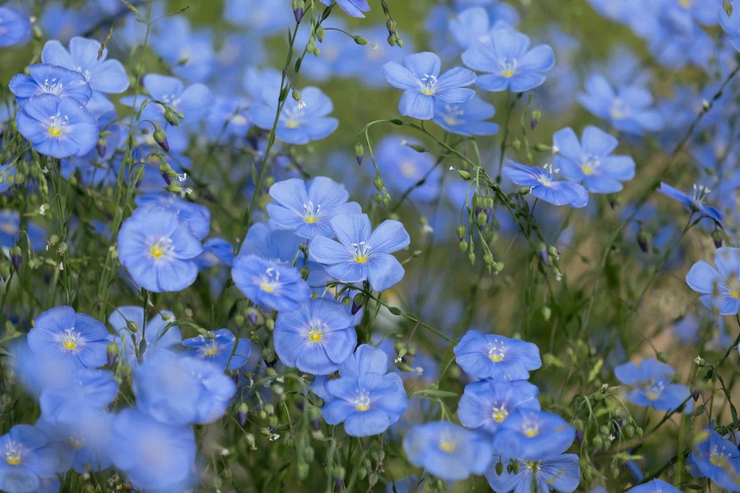 blue flax flower seeds