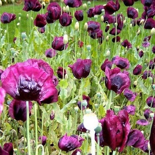 lauren s flower seeds
