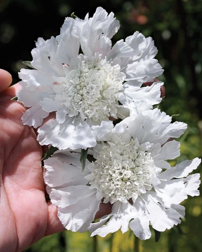 white scabiosa flower seeds