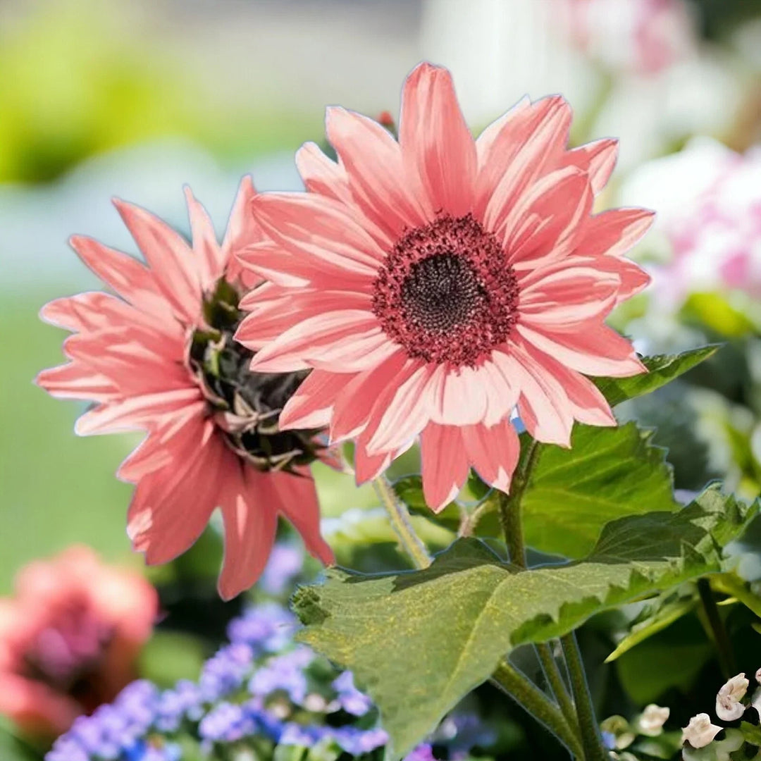 pink sunflower flower seeds