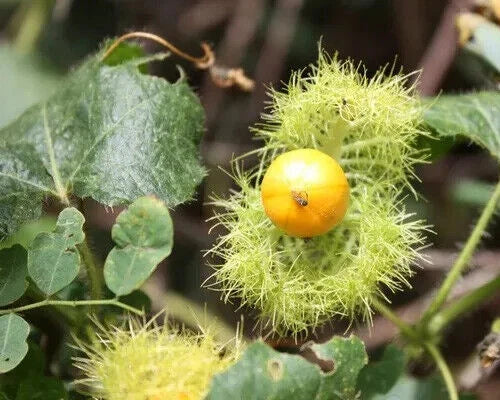 assiflora foetida flower seeds