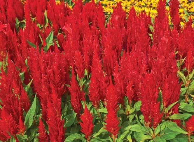 celosia est flower seeds