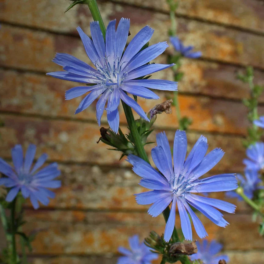chicory wildflower flower seeds