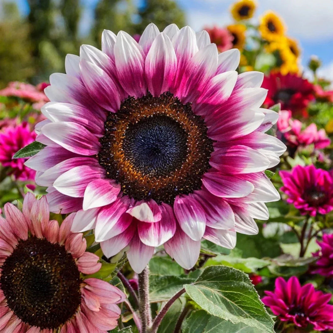 strawberry blonde flower seeds