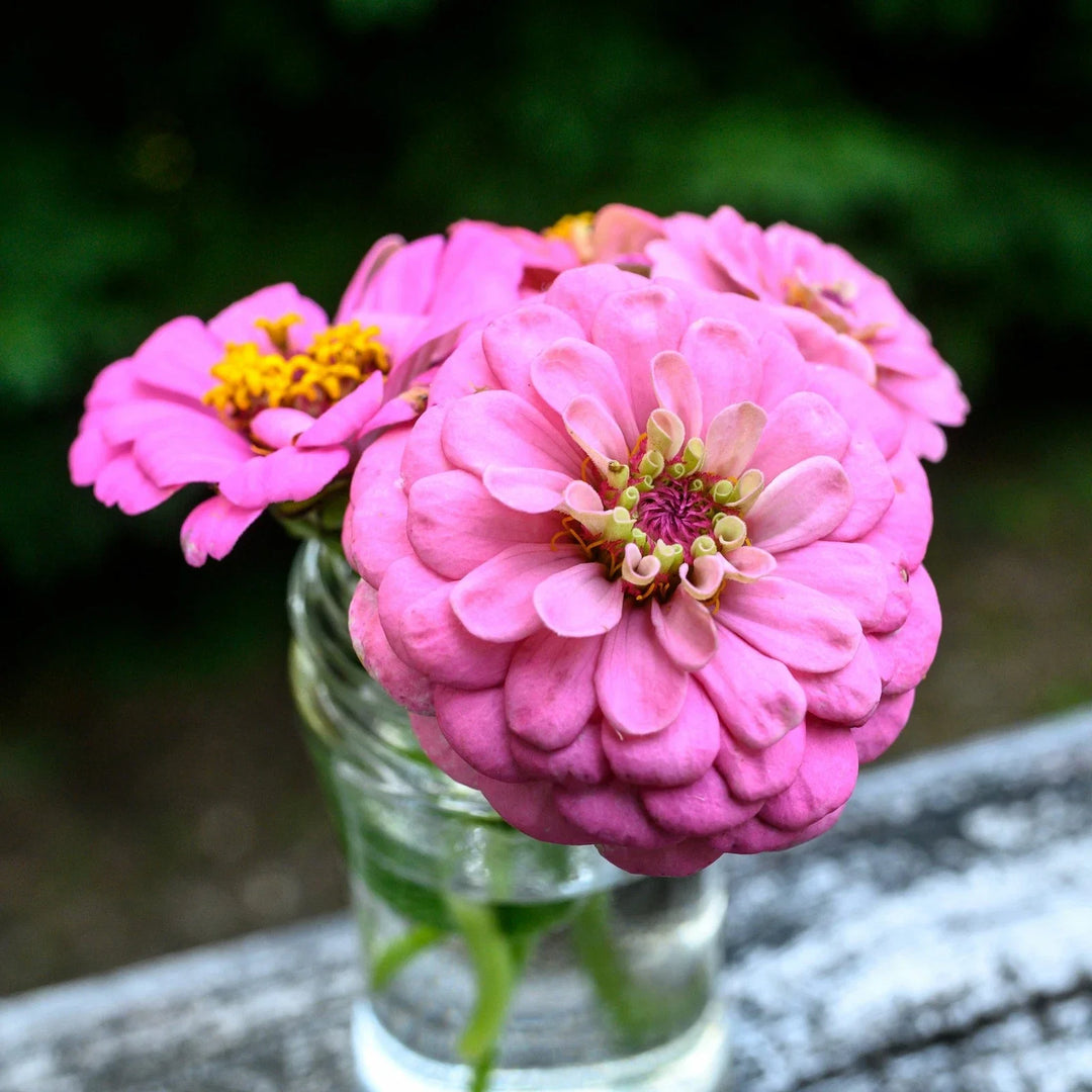 zinnia luminosa flower seeds