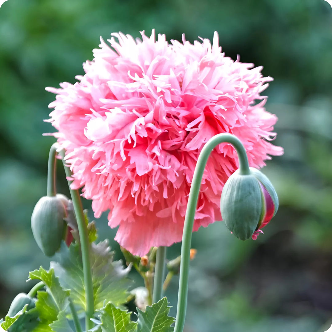 pink rose flower seeds