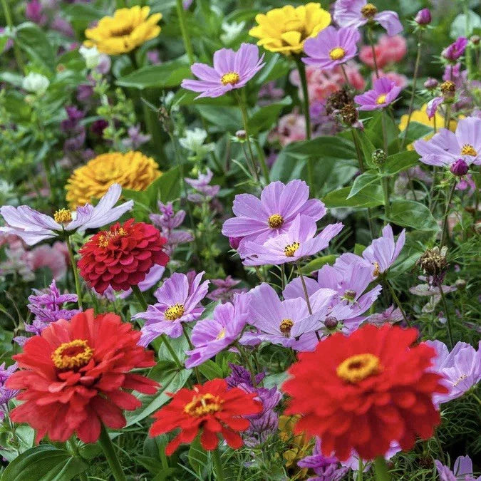 cosmic zen flower seeds